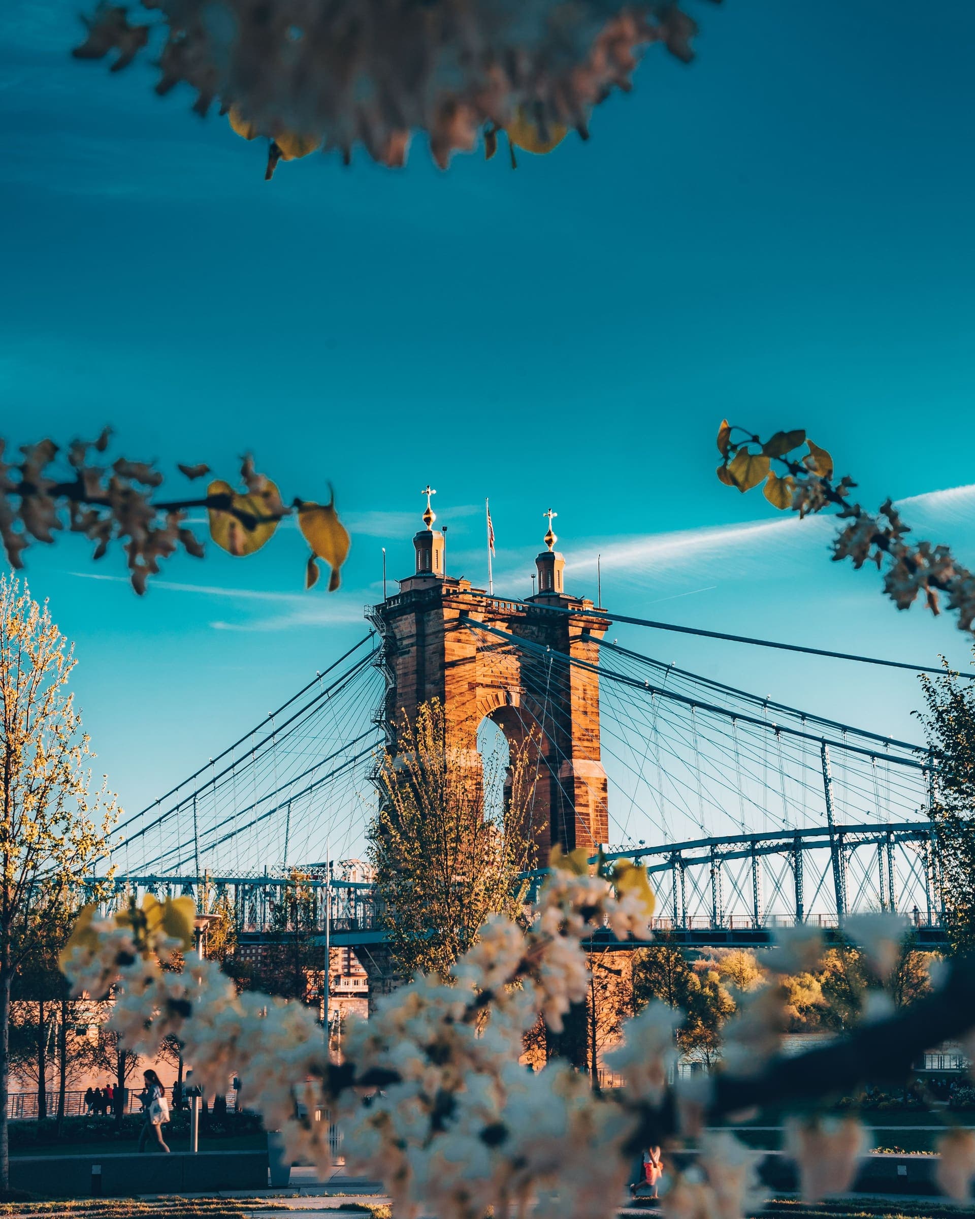 The John A. Roebling Suspension Bridge in Cincinnati framed by blossom